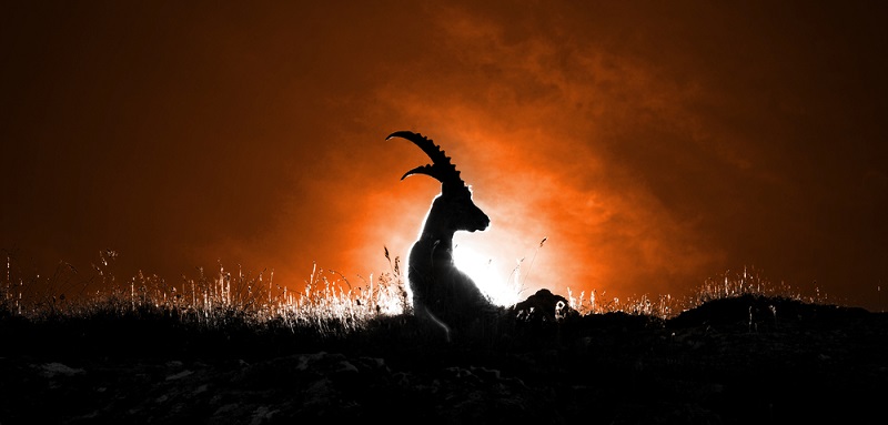 Der Steinbock wird im nächsten Jahr in allem erfolgreich sein. ( Foto: Shutterstock-Joolyann)