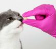Katze Tablette geben: ein unlösbares Problem? ( Foto: Adobe Stock - Plutmaverick )