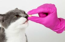 Katze Tablette geben: ein unlösbares Problem? ( Foto: Adobe Stock - Plutmaverick )