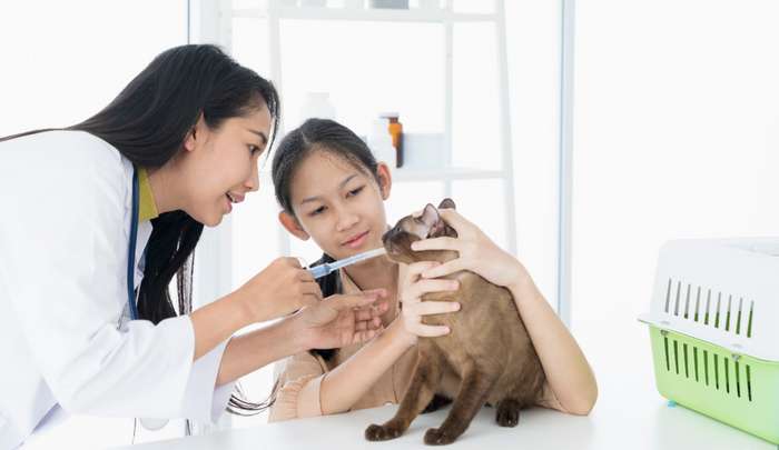 Die Medikamente werde in Wasser aufgelöst und mit einer Spritze in das Maul der Katze eingegeben.  ( Foto: Adobe Stock - Thirawatana )