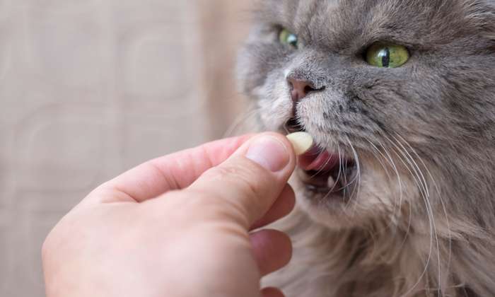 Schon Katzenwelpen sollten darauf trainiert werden, das Maul zu öffnen. ( Foto: Adobe Stock - Александр Овсянников )