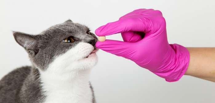 Katze Tablette geben: ein unlösbares Problem? ( Foto: Adobe Stock - Plutmaverick )