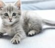 Katze grau: Majestät im grauen Pelz ( Foto: Adobe Stock - 5second )