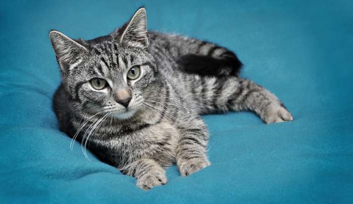 Die Fellfarbe Grau ist auch bei Hauskatzen, die keiner anerkannten Katzenrasse angehören, weit verbreitet. ( Foto: Adobe Stock - Sandra Thiele )