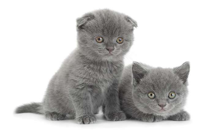 Obwohl die Scottish Fold in vielen Fellfarben bekannt ist, besitzen die Katzen mit grauem Fell eine besondere Anziehungskraft. ( Foto: Adobe Stock - Leonid Nyshko )