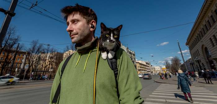 Katze mit Downsyndrom: die Wahrheit hinter den Fotos im Internet ( Foto: Adobe Stock - Daria )