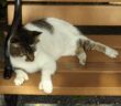 Polydaktylie Katze: Mehrzehigkeit muss kein Nachteil sein ( Foto: Adobe Stock - Genevieve )