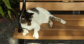 Polydaktylie Katze: Mehrzehigkeit muss kein Nachteil sein ( Foto: Adobe Stock - Genevieve )