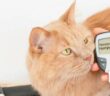 Diabetes: Katze ist gut behandelbar ( Foto: Shutterstock - Yaya Photos_)