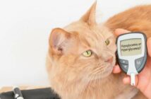 Diabetes: Katze ist gut behandelbar ( Foto: Shutterstock - Yaya Photos_)