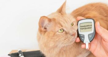 Diabetes: Katze ist gut behandelbar ( Foto: Shutterstock - Yaya Photos_)