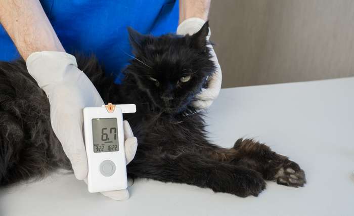 Katzen, die mit einer falschen Insulindosis behandelt werden, können in eine Unterzuckerung gleiten. ( Foto: Shutterstock - Yekatseryna Netuk )