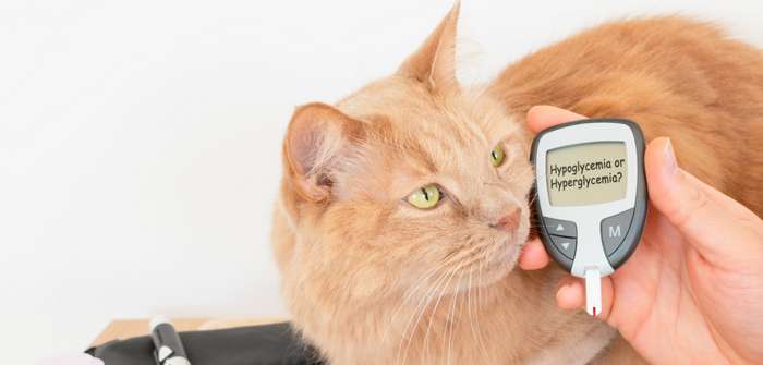 Diabetes: Katze ist gut behandelbar ( Foto: Shutterstock - Yaya Photos_)