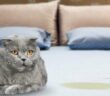 Katze pinkelt ins Bett: warum verhält sich der Stubentiger so? ( Foto: Adobe Stock - BillionPhotos.com )