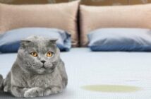 Katze pinkelt ins Bett: warum verhält sich der Stubentiger so? ( Foto: Adobe Stock - BillionPhotos.com )