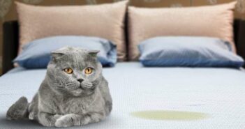 Katze pinkelt ins Bett: warum verhält sich der Stubentiger so? ( Foto: Adobe Stock - BillionPhotos.com )