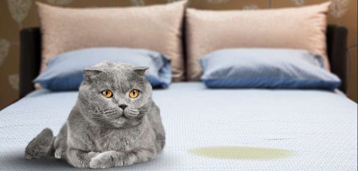 Katze pinkelt ins Bett: warum verhält sich der Stubentiger so? ( Foto: Adobe Stock - BillionPhotos.com )