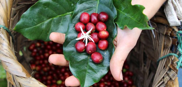 Der Preis für Fairtrade-Kaffee steigt (Foto: AdobeStock - piberger 64933947)