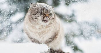 Vitamine und Nährstoffe für Katzen im Winter: Was ist anders als im (Foto: AdobeStock 100822536 Natalia-Chircova)