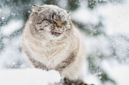 Vitamine und Nährstoffe für Katzen im Winter: Was ist anders als im (Foto: AdobeStock 100822536 Natalia-Chircova)