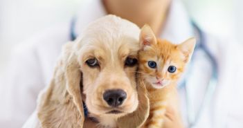 Allianz startet neue Tierkrankenversicherung mit umfassendem Rundumschutz ab (Foto: AdobeStock - famveldman - 287230444)