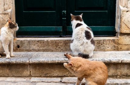 Jedes Katzenleben zählt zeigt Top-Irrtümer auf und fördert (Foto: AdobeStock - Sarah Rypma - 623835870)