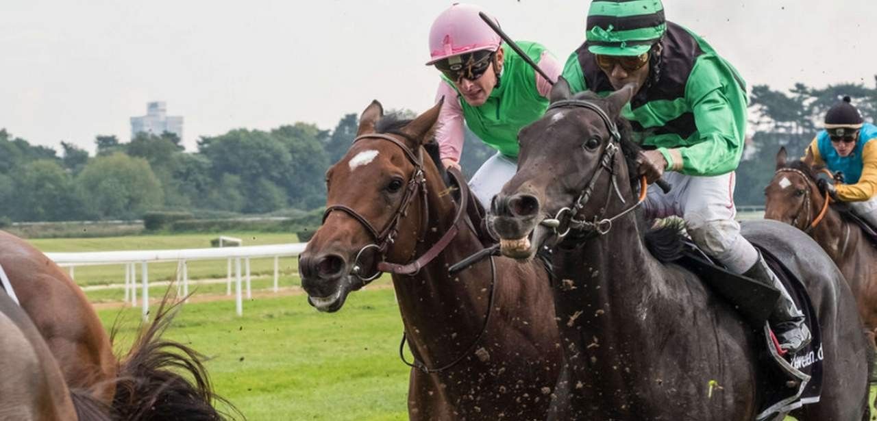 Tierschutzbund kritisiert Galopprennsport 2025 wegen massivem Peitscheneinsatz und (Foto: Deutscher Tierschutzbund e.V.)