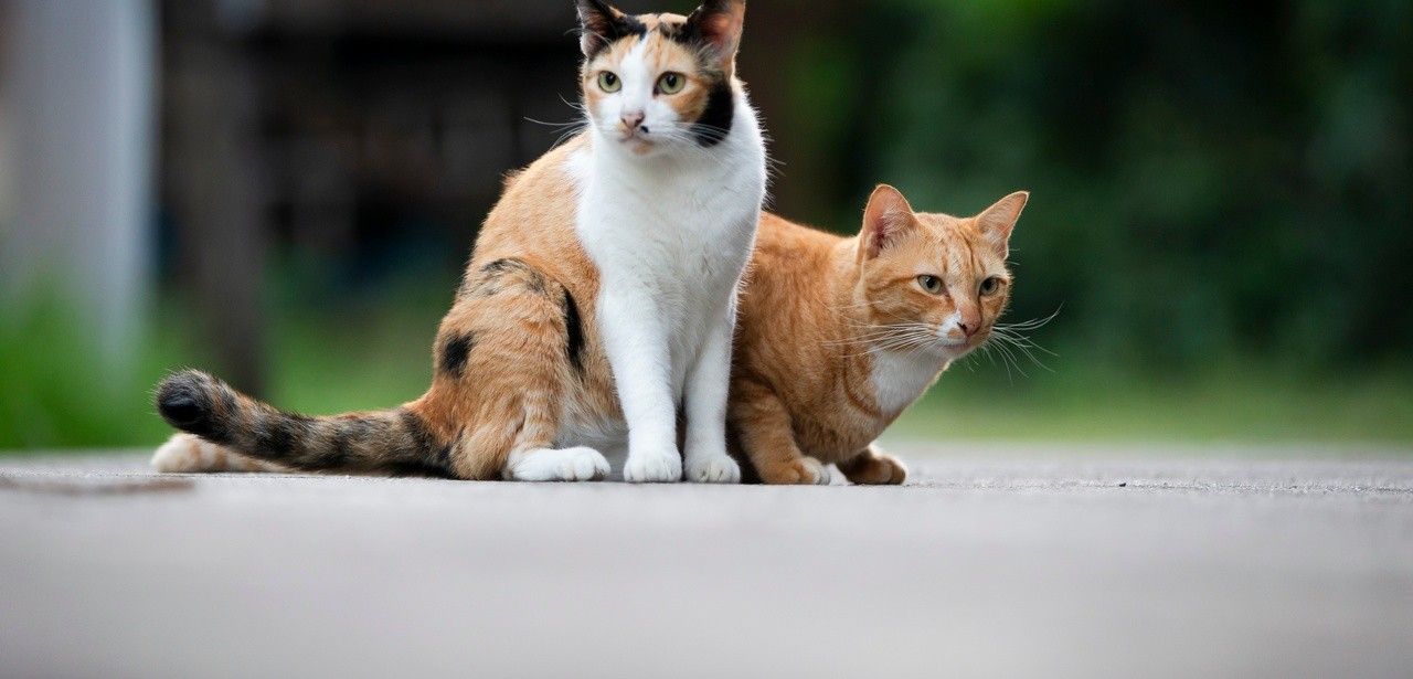 Tierschutzbund unterstützt landesweite Frühjahrskastrationsaktion Schleswig-Holstein mit 20.000 Euro (Foto: AdobeStock - Champ - 664698892)