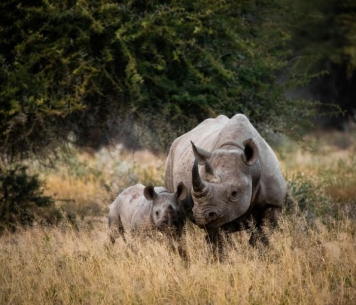 Nashorn im Kruger NP (Foto: KC3 Köpers Corporate & Crisis Communications GmbH)