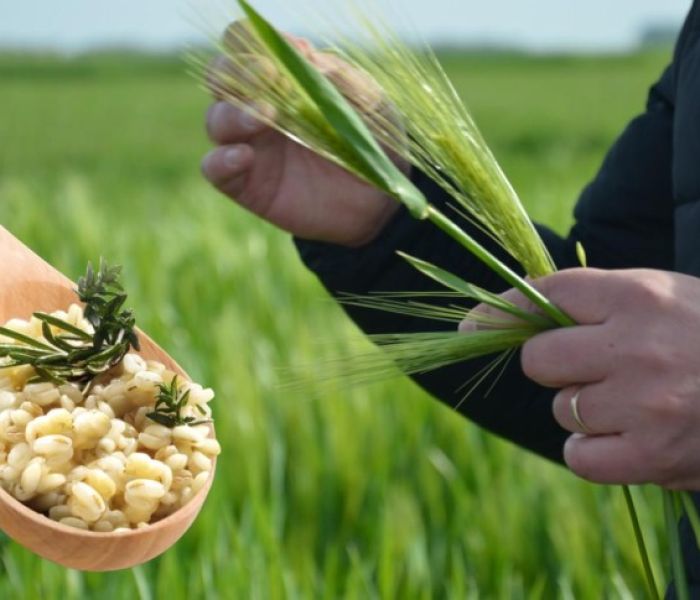 Regional, nachhaltig und unbelastet: Ist Gerste der gesündere Reis? (Foto: Gerstoni - Dieckmann Cereals GmbH)