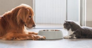 Gelegentlich naschen Hunde Katzenfutter unbedenklich, langfristig jedoch drohen (Foto: AdobeStock - chendongshan - 465195323)