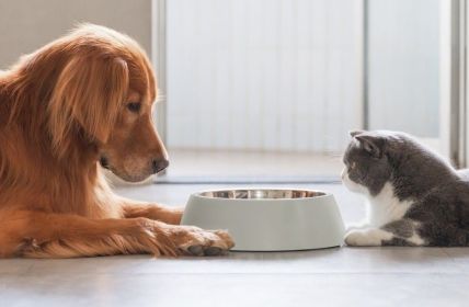 Gelegentlich naschen Hunde Katzenfutter unbedenklich, langfristig jedoch drohen (Foto: AdobeStock - chendongshan - 465195323)